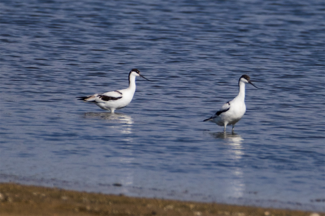 Pied Avocet — Ana fotoğraf